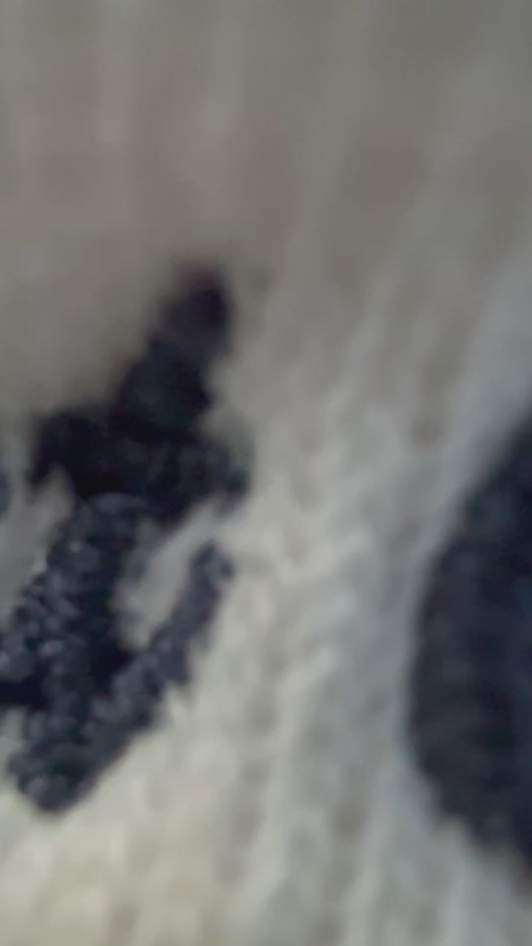 video of a close up of the navy blue text of "east coast shell colllectors club" on cream color sweatshirt that's draped on an aqua color cooler on a beach with the ocean in the background